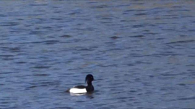 Хохлатая чернеть Aythya fuligula смотреть онлайн