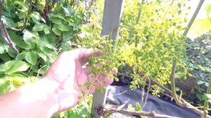 ??Результат. Бор во время цветения винограда.  Виноград.