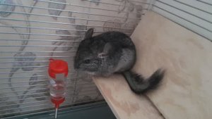 Наша Шиншиллка.