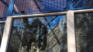 Орангутанг Бату в Новосибирском зоопарке