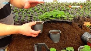 ПЕЛАРГОНИЯ (ГЕРАНЬ) через 1.5 месяца после посева. Как вырастить красивую пеларгонию?