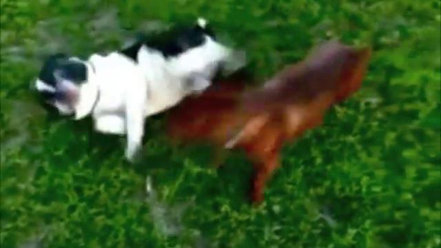 Барри и Жулька - best friends.mov смотреть онлайн