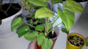 КОМНАТНЫЕ РАСТЕНИЯ(ЦВЕТЫ).ОБЗОР НЕКОТОРЫХ РАСТЕНИЙ.ЦВЕТОЧНЫЕ НОВОСТИ.