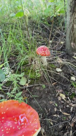 Nature Is Calling 🍄 #infectedmushroom