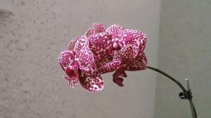 Phal. Lioulin Wild Cat (орхидея фаленопсис Дикий Кот, домашнее цветение)