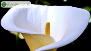 ? Виды каллы садовой и домашней, сорта каллы