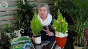 Купрессус комнатный ? полезные советы