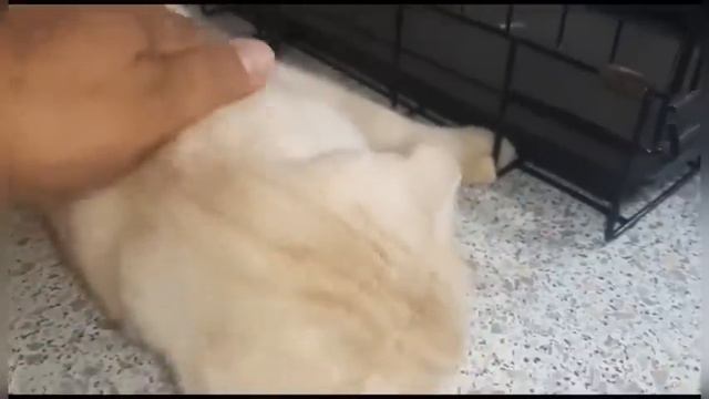 Простерилизовали спасённую на трассе кошку Кассиопею смотреть онлайн