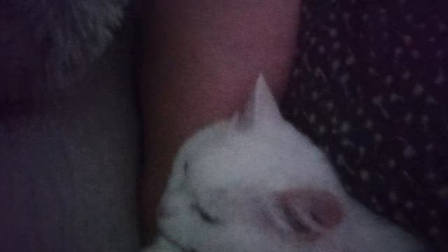 шпим