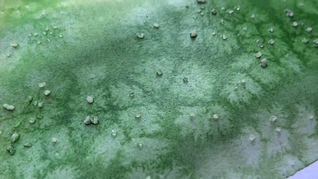 Рисуем герань в технике «LinerArt»на акварельном фоне смотреть онлайн