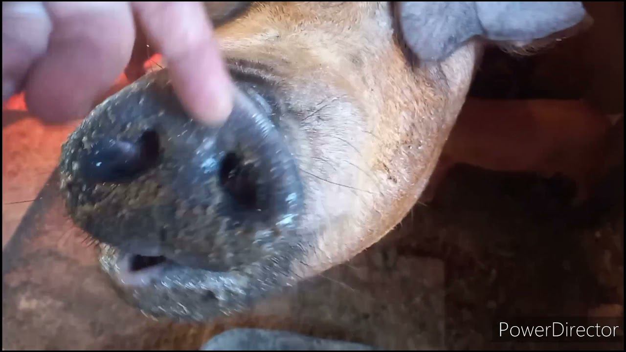 Привезли нового Дюрка)))) смотреть онлайн