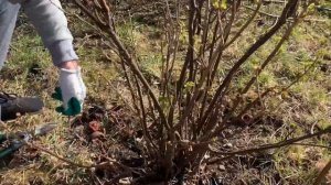 ОБРЕЗКА СМОРОДИНЫ. КАК ОБРЕЗАТЬ ЧЕРНУЮ СМОРОДИНУ ВЕСНОЙ