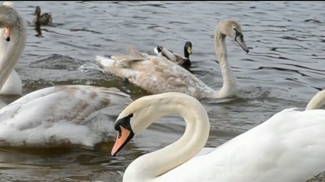 Медитация. Релаксация. Гармонизация сознания. Спокойная музыка для сна, красивые лебеди, чайки. смотреть онлайн