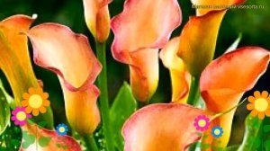 Калла гибридная Парфейт. Краткий обзор, описание характеристик, где купить луковицы calla Parfait