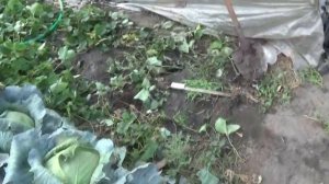 Как правильно ПЕРЕСАДИТЬ клубнику осенью (100%)