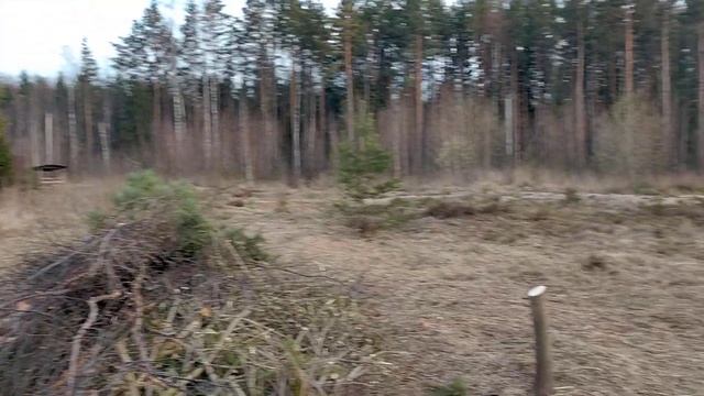 Очистка участка от травы и кустов Сосновый Бор. День 1. смотреть онлайн