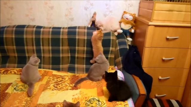Забавные игры котят. смотреть онлайн