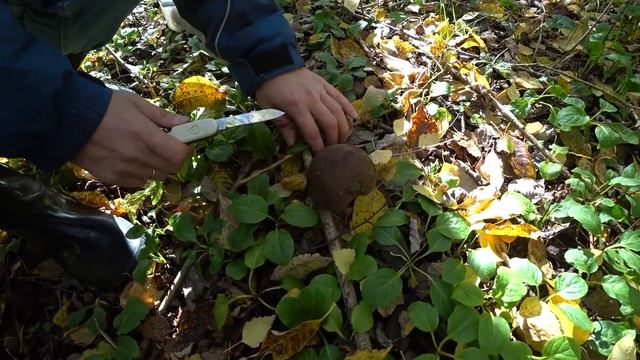 По Ильинскому тракту за грибами с братом. 23 сент 2021 смотреть онлайн