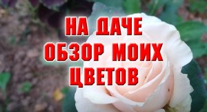 На даче. Обзор моих цветов.mp4