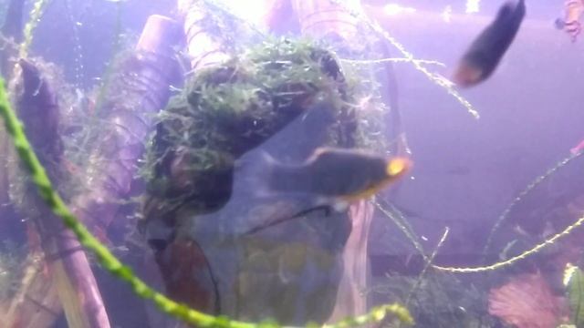 Плавающий островок в аквариуме своими руками. Эксперимент. смотреть онлайн