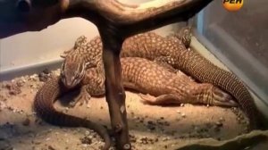 Живая тема Холодная кровь предков   03 06 2013