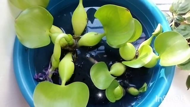 Эйхорния. ВОДНЫЙ ГИАЦИНТ. После цветения. смотреть онлайн