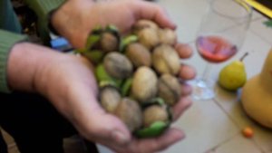 ГРЕЦКИЙ ОРЕХ в ПОДМОСКОВЬЕ? ЛЕГКО!