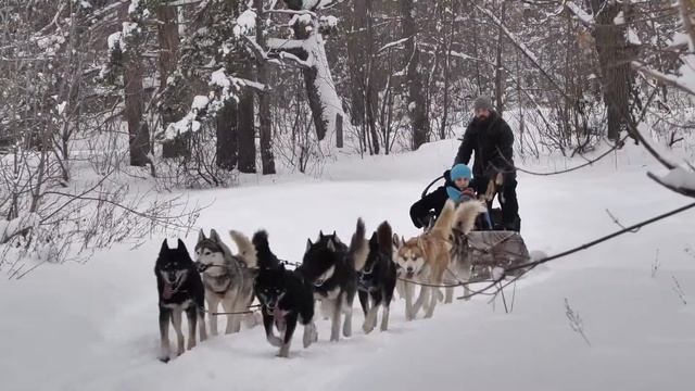 Катания на упряжках хаски "В моих лугах" смотреть онлайн
