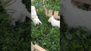 щенки вест хайленд уайт терьер