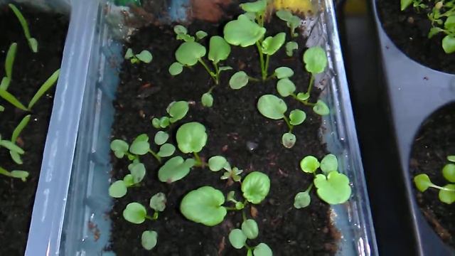 Мой дебют рассады )Обзор всходов на 23.03.18.Лобелия,петунья и кое что еще. смотреть онлайн