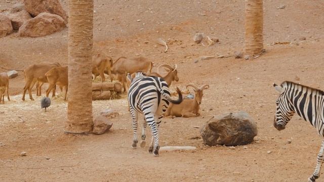 Национальный парк Серенгети, Танзания (Serengeti National Park, Tanzania) смотреть онлайн
