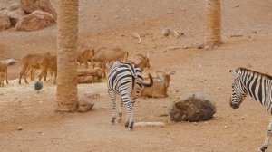 Национальный парк Серенгети, Танзания (Serengeti National Park, Tanzania)