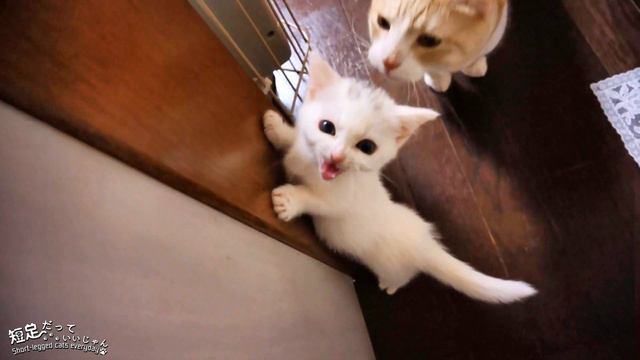 子猫ラム、この頃が間違いなく可愛かった！   Definitely a cute kitty named Lum.
