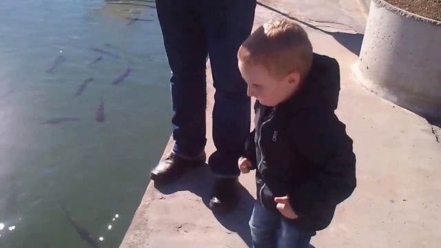 Майорка ,Mallorca, порт Алькудия ,кормим рыбу в январе смотреть онлайн