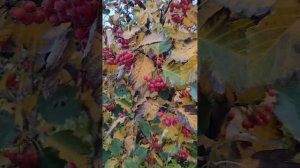 Прогулка по Белосарайской Косе 28.10.23. Сегодня даже без моря ?