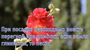 Мальва многолетняя: посадка и уход в открытом грунте