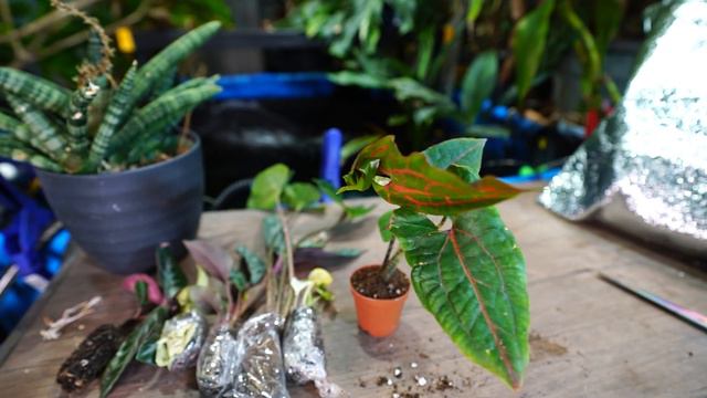 Etsy Plant Unboxing || Insane Houseplant Foliage! смотреть онлайн