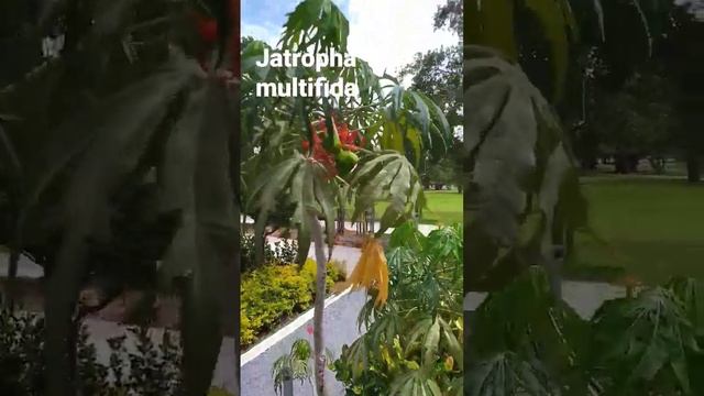 Jatropha multifida!Коралово растение, коралов храст е вид ятрофа, родена в Мексико и Карибите.