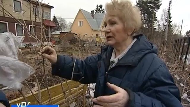 Прививка сирени и разведение кроликов   уДачные советы