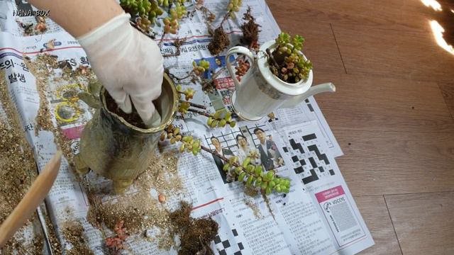 고난이도 환엽송록분갈이/대품분갈이/노랭이염좌금 смотреть онлайн