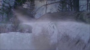 Схватка с волками.mp4