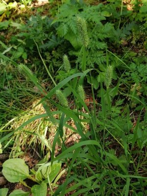 46. Тимофеевка луговая - Phleum pretense