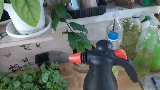Кампанулы. Профилактические обработки от вредителей.