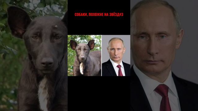 СОБАКИ,ПОХОЖИЕ НА ЗНАМЕНИТЫХ ЛЮДЕЙ#3 #собаки#собакадругчеловека#знаменитости