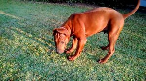 My Lovely Thai Ridgeback Dogs Ping And Pong!