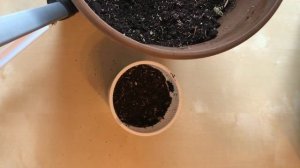 Цикламен из семян