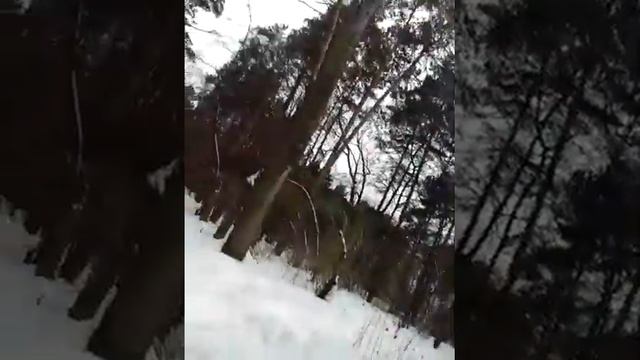 По зимнему лесу на bergamont revox 4.0 смотреть онлайн
