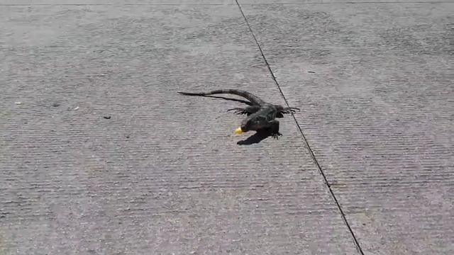 Игуана. Мексиканские беспризорники 2 смотреть онлайн