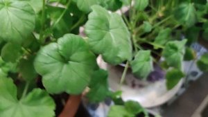 Какую пеларгонию можно зимой хранить в подвале, а какую нет