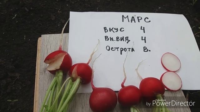 Лучшие сорта редиса 2019